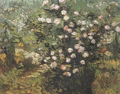 Vincent Van Gogh Rosebush in Blossom (nn04) Norge oil painting art